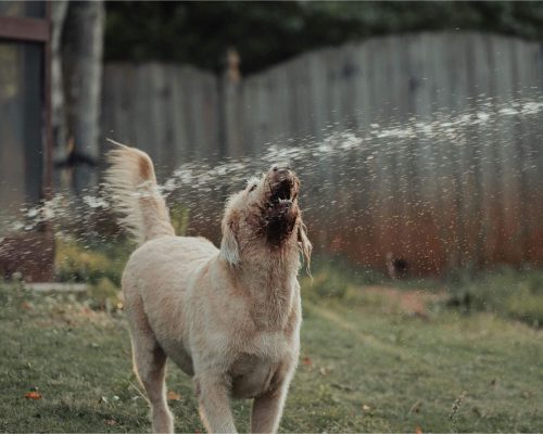 Dicas para hidratar o pet no verão, clínica veterinária 24h
