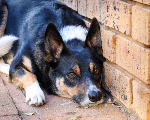 Cães castrados têm mais chance de desenvolver problemas hormonais? clínica veterinária 24h