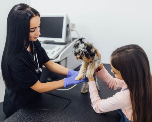 Diferença entre clínica, hospital e pronto-socorro veterinário, clínica veterinária 24h