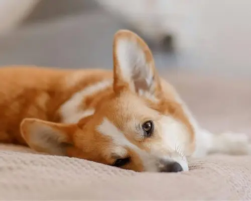 Posso dar ibuprofeno para cachorro? clínica veterinária 24h