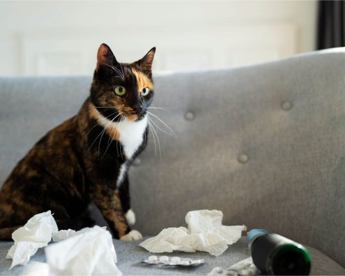 Posso dar ibuprofeno para gato?