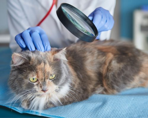 Gato com icterícia (pele amarelada): o que pode ser? clínica veterinária 24h