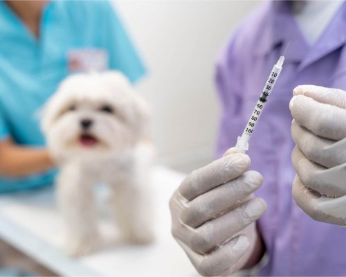 Uso de insulina em pets: como aplicar? clínica veterinária 24h