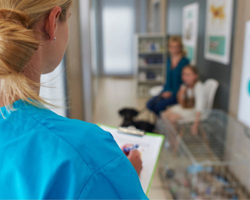 Internamento veterinário 24h: quando é necessário? clínica veterinária 24h