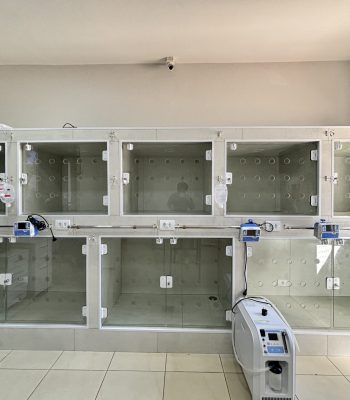 internamento-exclusivo-caes-24-horas-vetopet-clinica-veterinaria-scaled.jpg