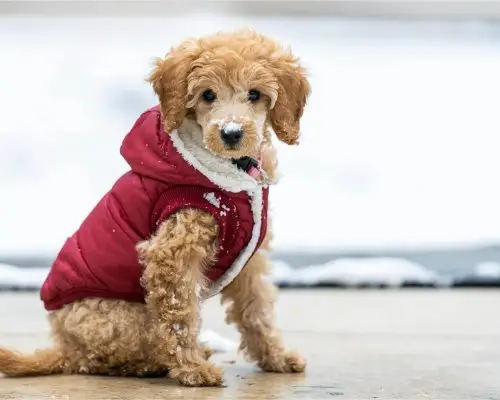 Como proteger o pet no frio intenso, clínica veterinária 24h