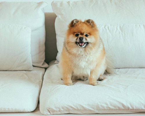 Por que meu cachorro lambe tanto o sofá? clínica veterinária 24h