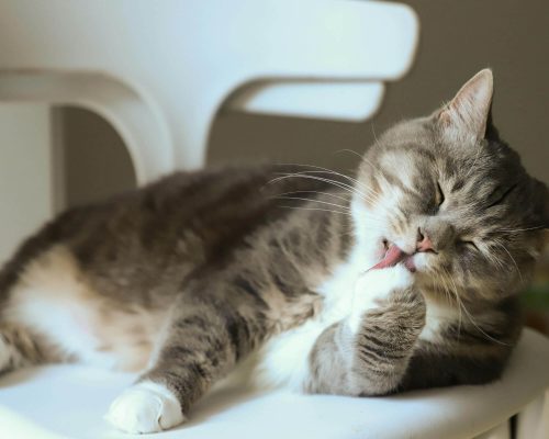 Gato que se lambe demais: pode ser ansiedade? clínica veterinária 24h
