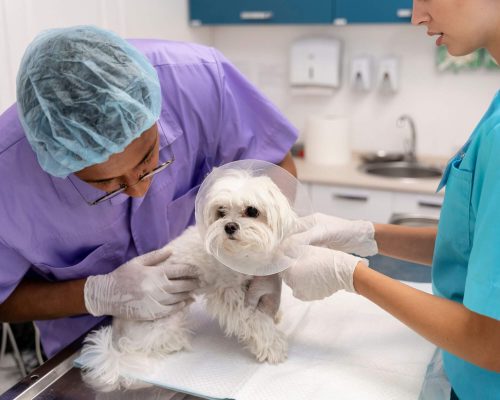 Como evitar que o pet lamba o local da cirurgia? clínica veterinária 24h