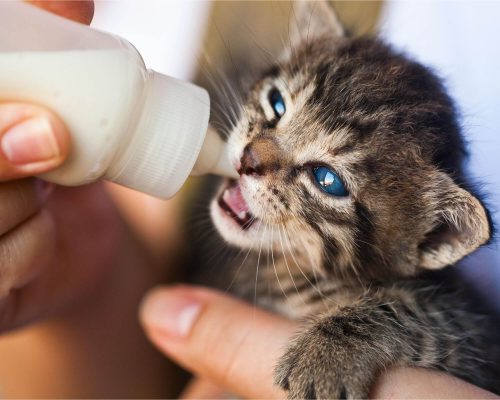 Posso dar leite pro meu gato? clínica veterinária 24h