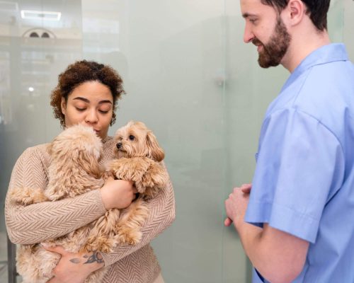 Quantas vezes por ano devo levar meu pet ao veterinário? clínica veterinária 24h
