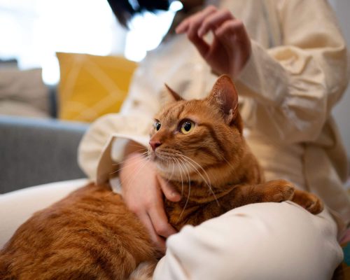 Meu gato não deixa limpar os olhos: dicas para facilitar, clínica veterinária 24h