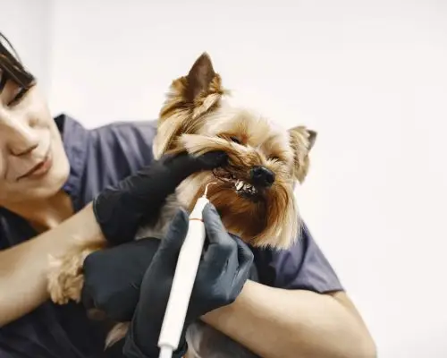 Como saber se meu pet precisa de limpeza dentária? clínica veterinária 24h