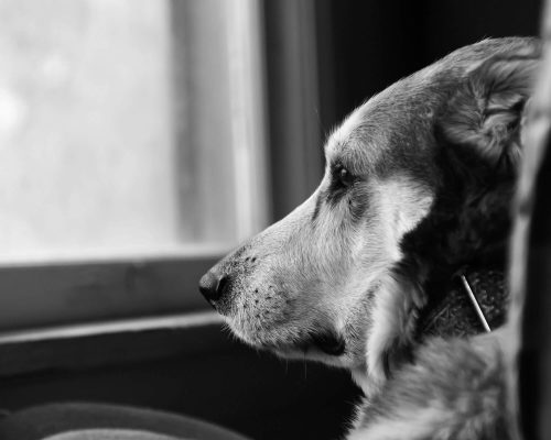Pet pode sentir luto? clínica veterinária 24h