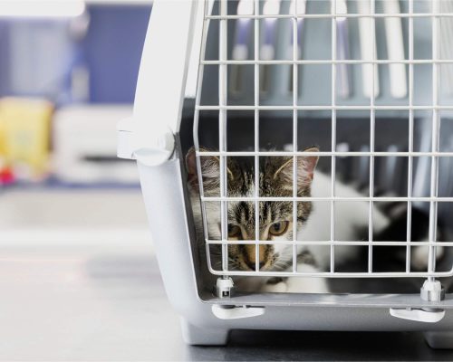 Meu pet foi mal atendido: o que fazer? clínica veterinária 24h