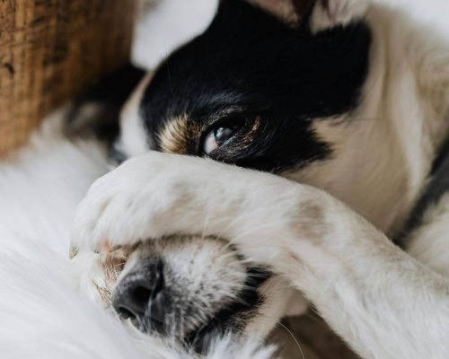 Meu cachorro está com medo de tudo: o que fazer? clínica veterinária 24h