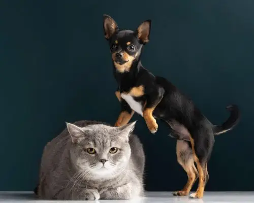 Gato Pode Viver no Mesmo Local que Cachorro? clínica veterinária 24h
