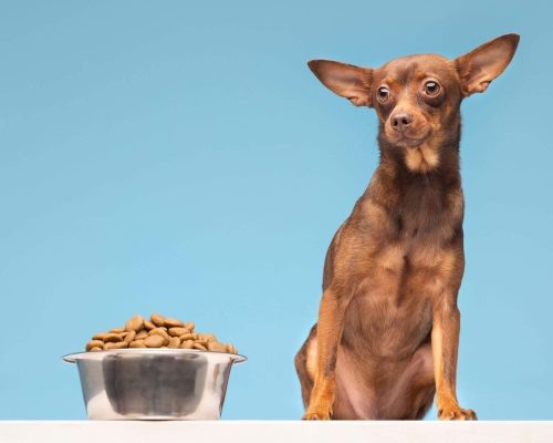 Cachorro não come ração: O que fazer? clínica veterinária 24h