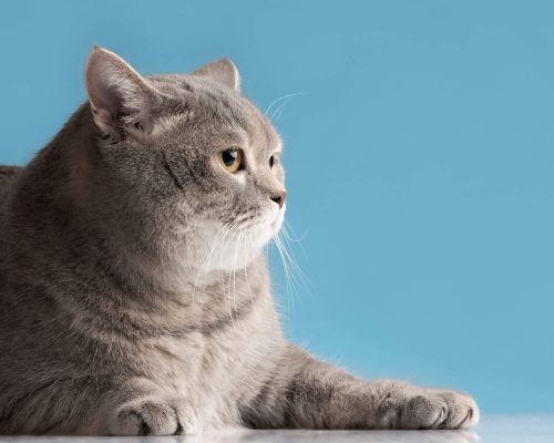 Obesidade e desequilíbrio hormonal em pets, clínica veterinária 24h