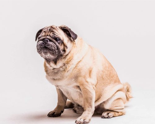 Como prevenir obesidade em cães? clínica veterinária 24h