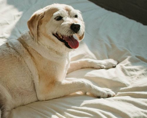 Pet com respiração ofegante em repouso: é perigoso? clínica veterinária 24h
