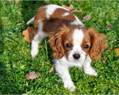 Olhos lacrimejando no pet: pode ser algo grave? clínica veterinária 24h