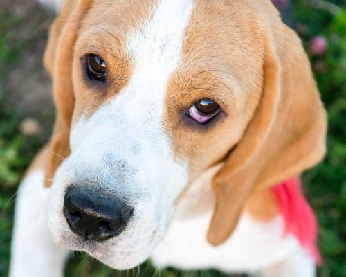 Meu cachorro está com o olho vermelho: o que pode ser? clínica veterinária 24h