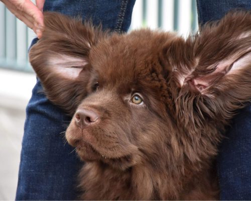 Meu pet tem mau cheiro na orelha: pode ser infecção? clínica veterinária 24h