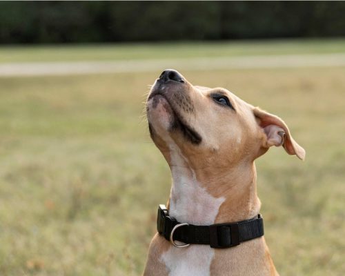 Meu cachorro está coçando a orelha: pode ser otite? clínica veterinária 24h