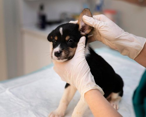 Limpeza de ouvidos do pet: quando e como fazer? clínica veterinária 24h