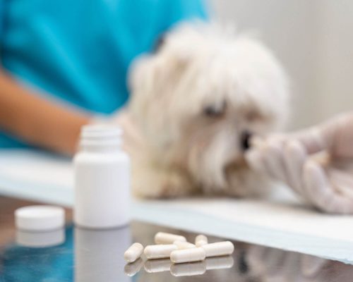 Posso dar paracetamol para o meu pet? clínica veterinária 24h