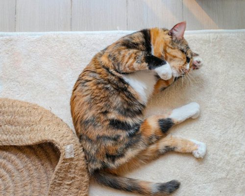 Por que meu gato fica paralisado de repente? clínica veterinária 24h