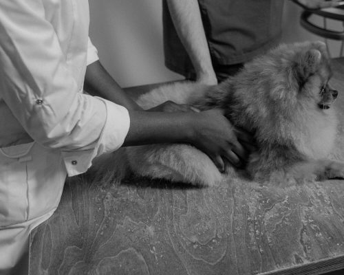 Emergência obstétrica em cadelas e gatas: como agir, clínica veterinária 24h