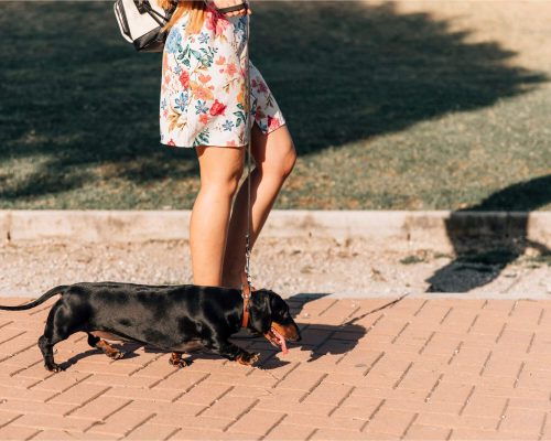 Passeios em dias quentes: riscos e cuidados, clínica veterinária 24h
