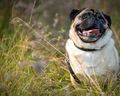 Pet com aumento de peso repentino: pode ser hormonal? clínica veterinária 24h