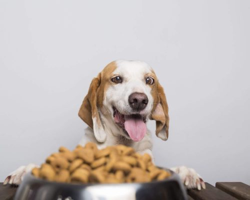 Por que meu pet está com tanta fome ultimamente? clínica veterinária 24h