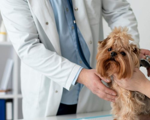 Dietas para pets com hipotireoidismo, clínica veterinária 24h