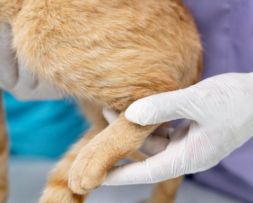 Pós-operatório de cirurgia ortopédica: cuidados essenciais, clínica veterinária 24h