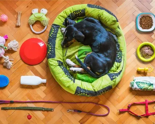 Como higienizar potes e brinquedos do pet?
