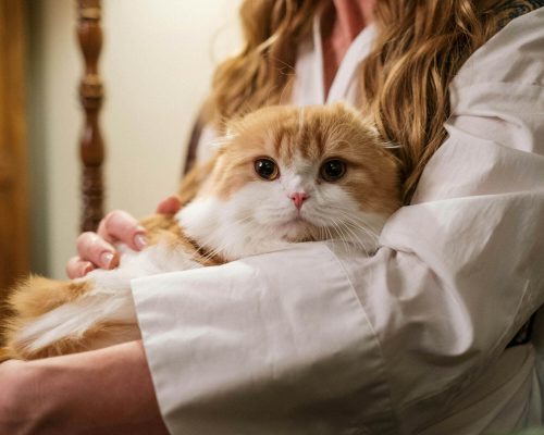 Por que o gato prefere certas pessoas? clínica veterinária 24h