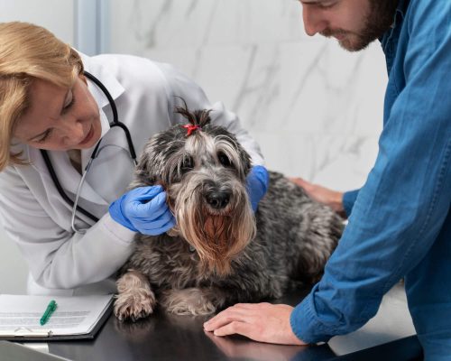 Como saber se a pressão do pet está alta? clínica veterinária 24h