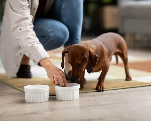 Como prevenir problemas renais no meu pet? clínica veterinária 24h