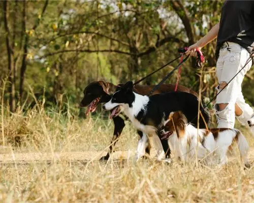 Como evitar que o pet pegue pulgas no passeio? clínica veterinária 24h