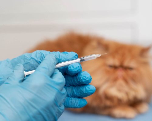 Vacina de raiva para gato: Quando fazer e quanto custa? clínica veterinária 24h