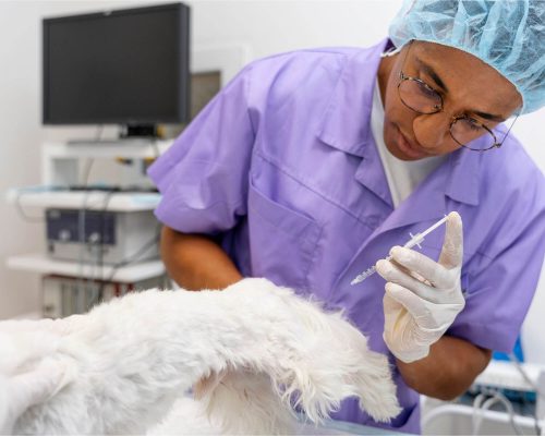 A importância do reforço anual das vacinas, clínica veterinária 24h