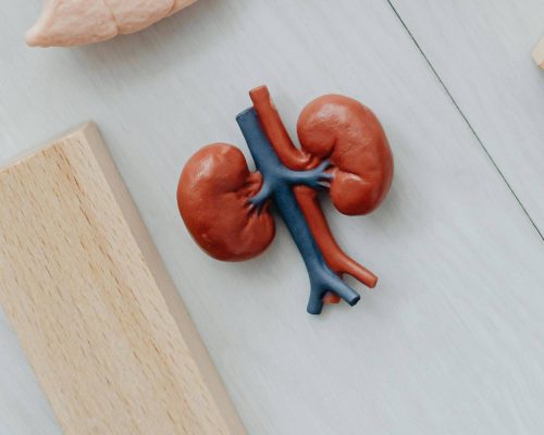 Insuficiência renal em gatos: como identificar no começo? clínica veterinária 24h