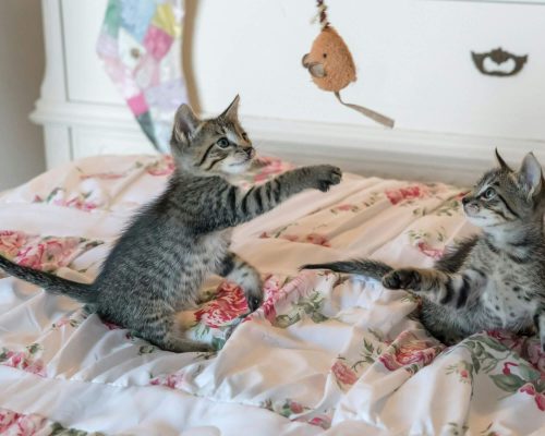 Como criar uma rotina saudável para o pet, clínica veterinária 24h