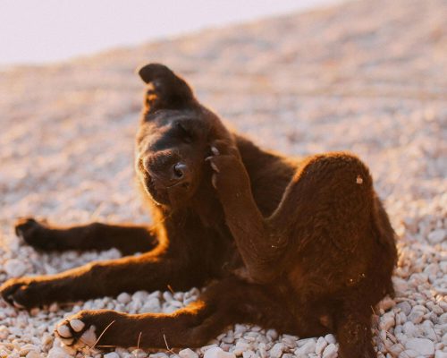 Sarna em cachorro: Como identificar e tratar, clínica veterinária 24h