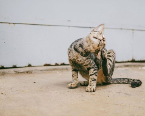Meu pet está coçando demais: como saber se é alergia? clínica veterinária 24h