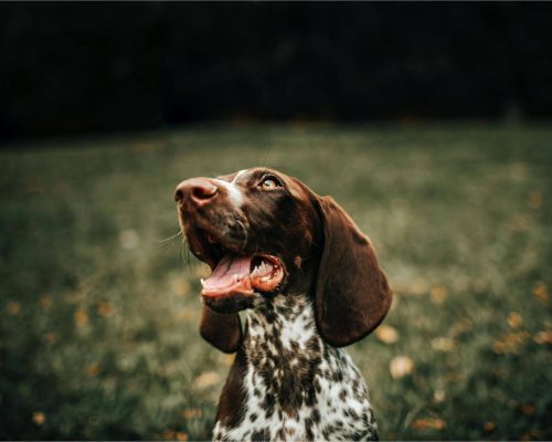 Meu cachorro está com secreção no nariz: pode ser gripe? clínica veterinária 24h